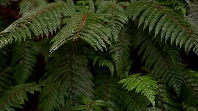 Green ferns growing on rock in wild ,move in wind. Natural background, texture. Pteridium. Fern in tropical forest