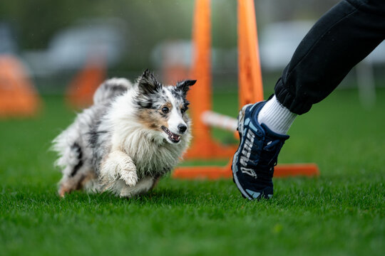 Merla sheltie dog running agility dog sport
