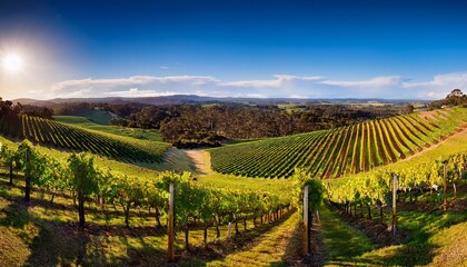 Fototapeta premium vineyard panorama in the adelaide hills