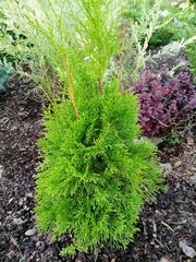 Dwarf Thuja occidentalis Miky in a coniferous garden. Flower background