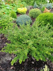 Evergreen round spherical Ilex crenata Convexa or Japanese Holy shrub in a Coniferous garden with...
