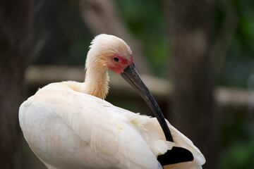 Ibis blanche sauvage