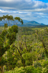 View of the Flinders Ranges from Dutchmans Stern Conservation Park near Quorn, South Australia. Tall eucalyptus trees and forested hills.
