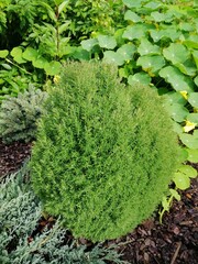 Thuja occidentalis Teddy. dwarf variety of western thuja in a coniferous garden. Flower background