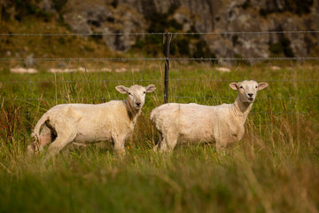 Two newly sheared sheep near Wanaka on the South Island of New Zealand.