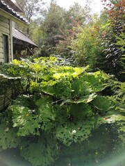 Astilboides tabularis or Darmera peltata with huge giant leaves eaten by snails in the backyard...