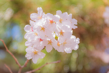 桜