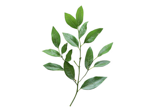 Twig ruscus leaves