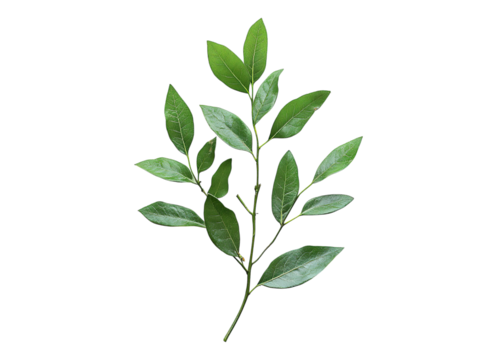 Twig ruscus leaves