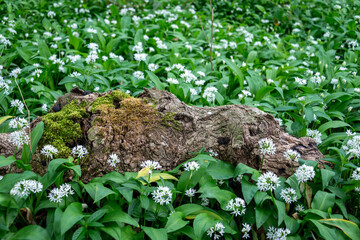 Wild garlic in flower in a woodland