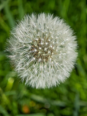 Close-up macro shot of a dandelion seed head with delicate white fibers against a green blurred background, symbolizing fragility and nature's beauty