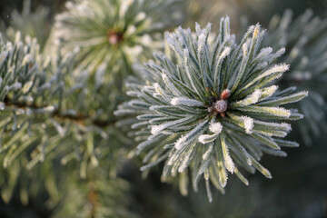 Close-up of a green pine branch covered in glistening frost crystals. Captures the textured beauty of winter nature on a cold day.