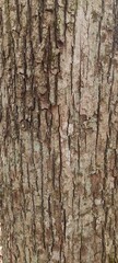 Tree Bark Texture