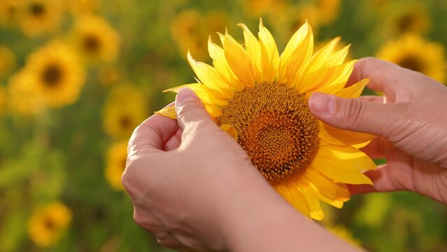 hands farmer businessman touching sunflower field, sunny flower, agriculture farmer, flower agriculture, rural business, agricultural worker, agribusiness woman, nurturing sunflower, farmer's hand