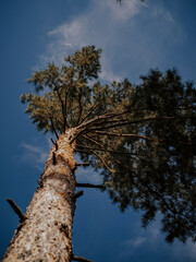 Beautiful pine. The crown of a pine tree. Bottom view. Sky.