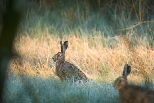 Morgendliche Aufnahme von zwei Feldhasen auf einer Wiese.
