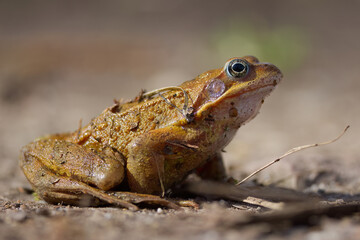 brown frog from the side, common toad on the forest floor, brown frog with green eyes in the...