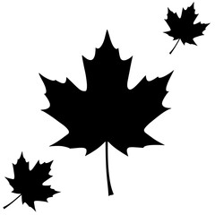 Three Maple Leaves Silhouette: Simple, yet elegant silhouette of three maple leaves, perfect for autumnal designs, greeting cards, or logos. Evokes a sense of nature's beauty and change of seasons.