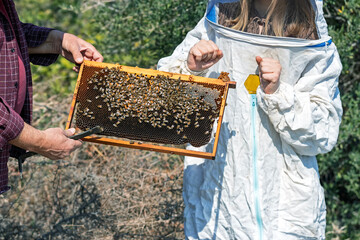 A beekeeper woman shows off her beehive. Beekeeping (or apiculture) is the maintenance of bee colonies, commonly in artificial beehives. Honey bees in the genus Apis are the most commonly kept species
