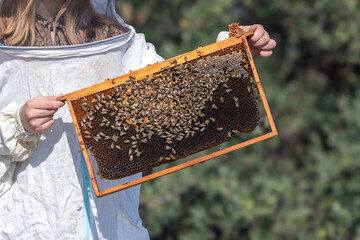 A beekeeper woman shows off her beehive. Beekeeping (or apiculture) is the maintenance of bee colonies, commonly in artificial beehives. Honey bees in the genus Apis are the most commonly kept species