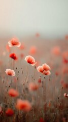 Obraz premium Poppy Field in Soft Focus with Pastel Sky and Golden Haze