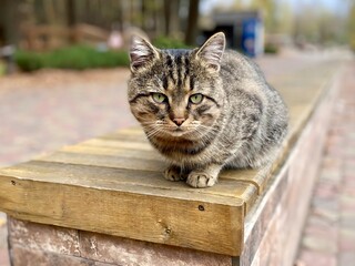 Abandoned stray cat sits on a park bench