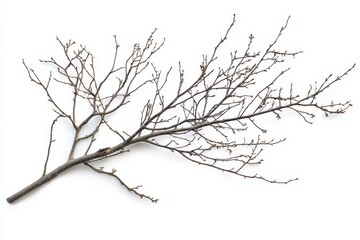 Obraz premium A bare winter branch isolated on a white background displays intricate details of its delicate structure and subtle textures showcasing