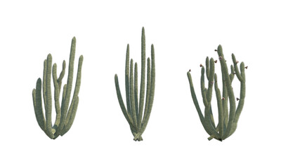 Organ Pipe Cactus set png alpha channel