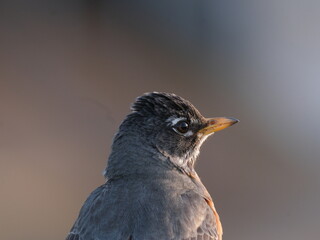 Curiosity of an American Robin 