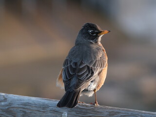 Curiosity of an American Robin 