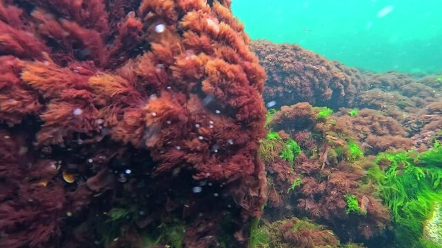 Oxygenation of seawater in the sea, green algae Cladophora sericea, Ceramium rubrum and others on stones, waves rock macrophyte algae, the Black Sea