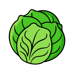 Discover fresh green cabbage head vector illustration for healthy eating and cooking ideas today