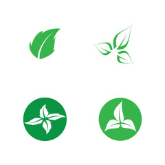 leaf nature icon vector illustration template design