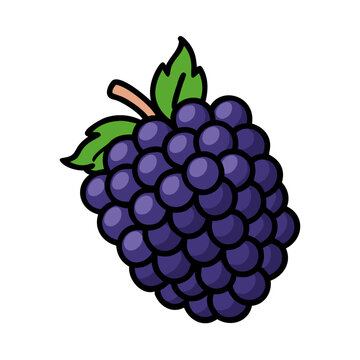 recommend clip art: Illustration of fresh blackberry fruit blackberry drawing blackberry clip art blackberry vector art