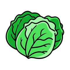 Fresh green iceberg lettuce head illustration vector graphic healthy food ingredient salad vegetable
