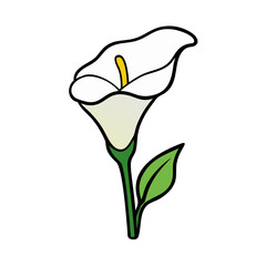 Illustration of a calla lily flower with green stem and leaf, floral design element, white flower art