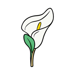Illustration of a calla lily flower floral design vector art graphic element botanical drawing bloom clipart