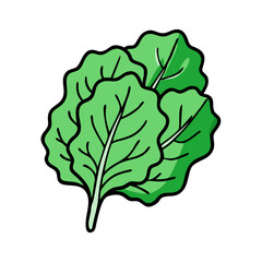 Fresh green lettuce leaves vector illustration for healthy eating and salad ingredient concept design