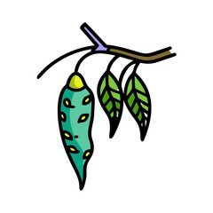 Illustration of eucalyptus branch with leaves and gumnuts, botanical art vector design element, plant