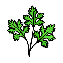 Fresh cilantro herb illustration for cooking recipes and culinary design projects vector graphic