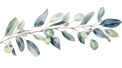 Naklejka premium Professional image of isolated Eucalyptus branch on white background for commercial use