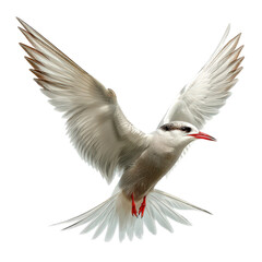 Fototapeta premium Arctic Tern Bird Flying Isolated on Transparent Background