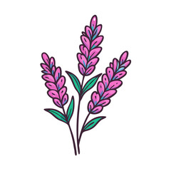 Lavender flower illustration floral design botanical art purple flowers green leaves spring plant drawing vector