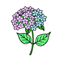 Beautiful hydrangea flower drawing illustration with pink and blue petals and green leaves design vector art
