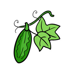 Illustration of fresh green bitter melon with leaves and vines healthy vegetable artwork