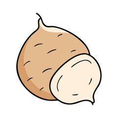 Illustrated jicama root vegetable drawing, healthy food, fresh produce, mexican turnip, yam bean