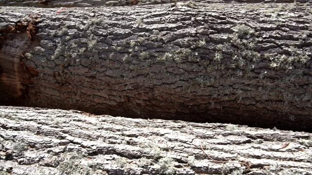Observing the intricate details of tree bark on freshly felled logs. The natural patterns and textures are highlighted in this tranquil forest environment.