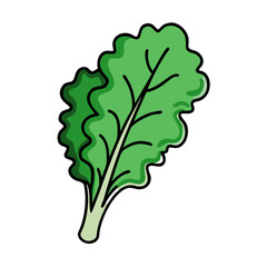 Fresh green leaf lettuce vector illustration for healthy eating and salad ingredient concept