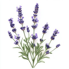 Obraz premium Sprigs of Blooming Lavender