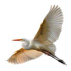 Egret Flying Isolated